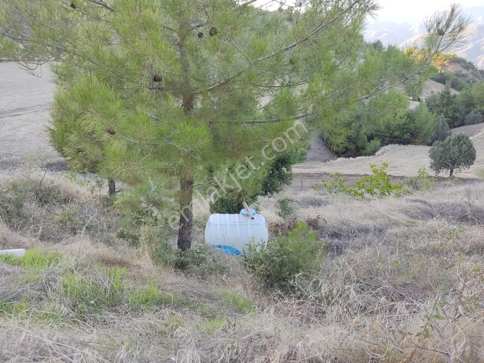 Kamil Yolu Üzerinde Bahçe Vasfında Tarla — fotoğraf 21