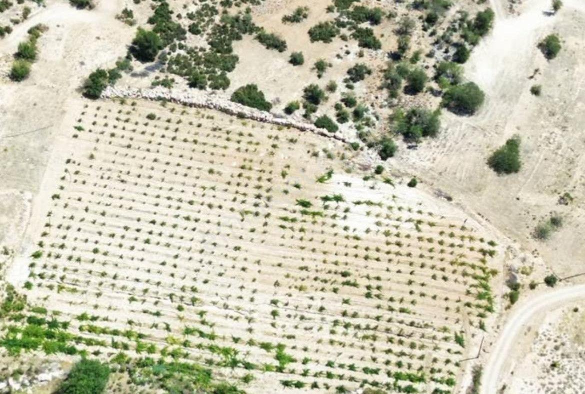 Mut Çömelek Köyü Satılık 16 Dönüm 2 Ayrı Parsel Üzüm Bağı Ve Tarla — fotoğraf 5
