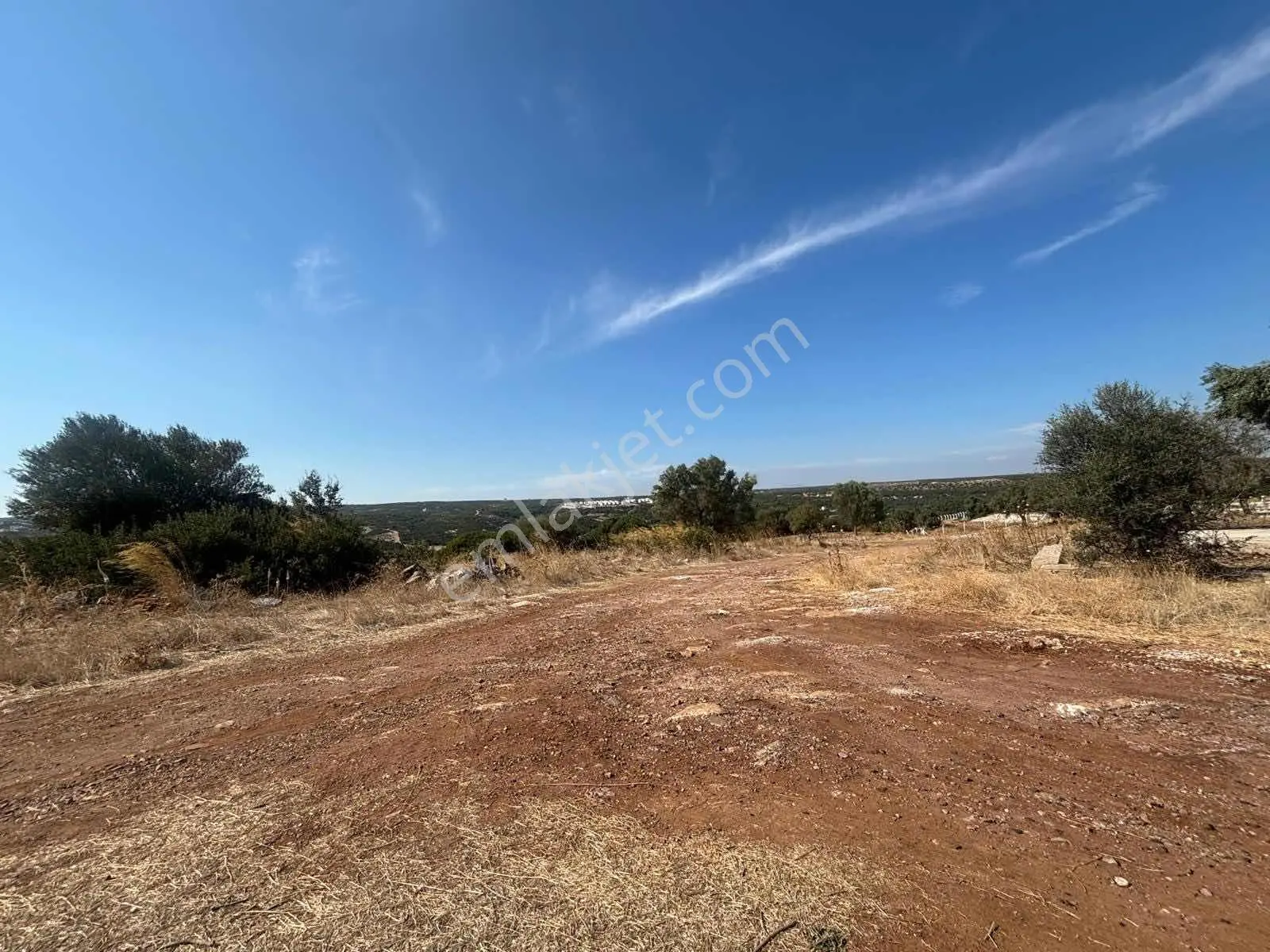 5.000 M2 Satılık Zeytinlik