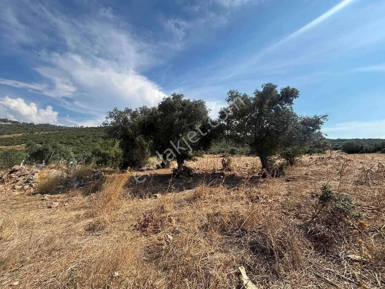 5.000 M2 Satılık Zeytinlik — fotoğraf 4