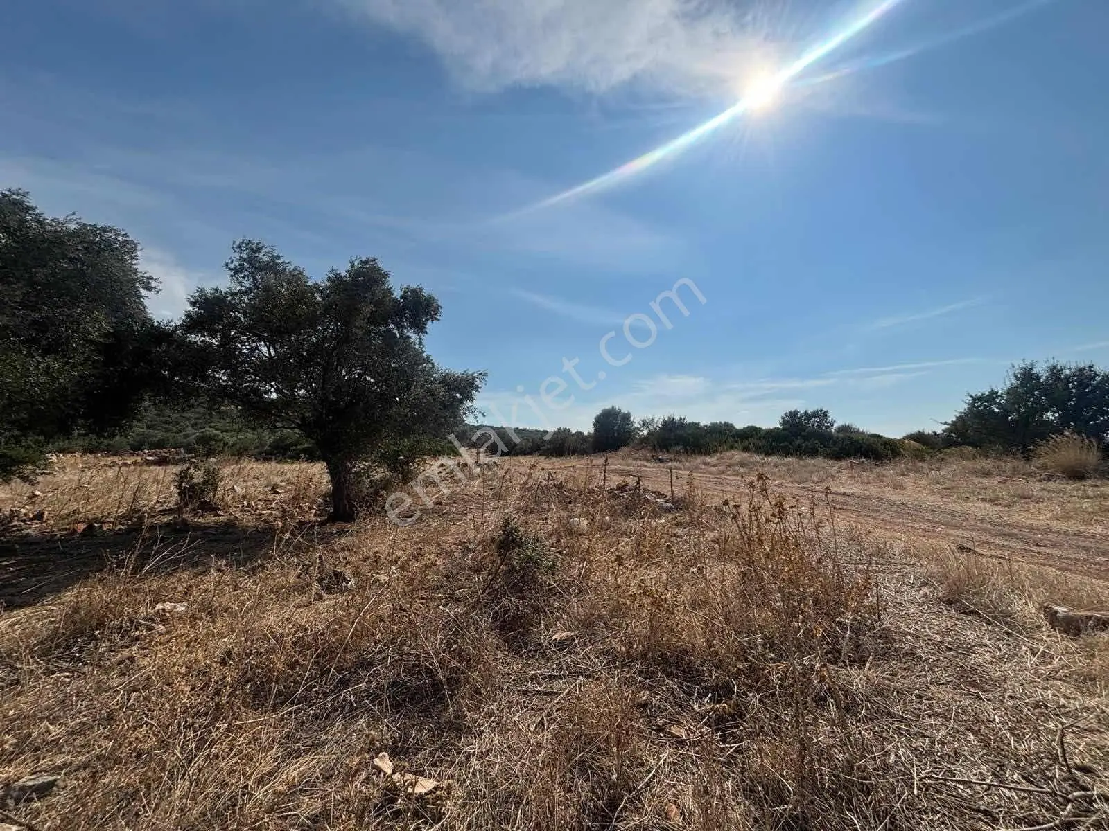 5.000 M2 Satılık Zeytinlik — fotoğraf 5