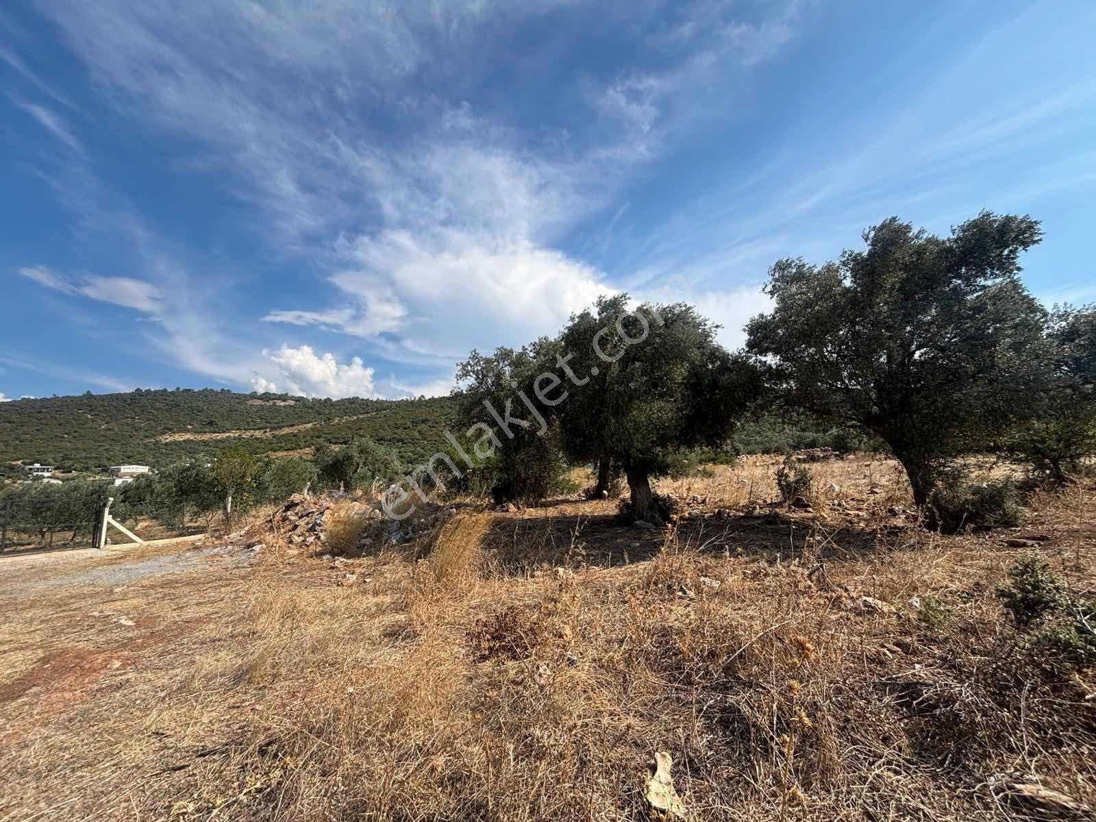 5.000 M2 Satılık Zeytinlik — fotoğraf 7