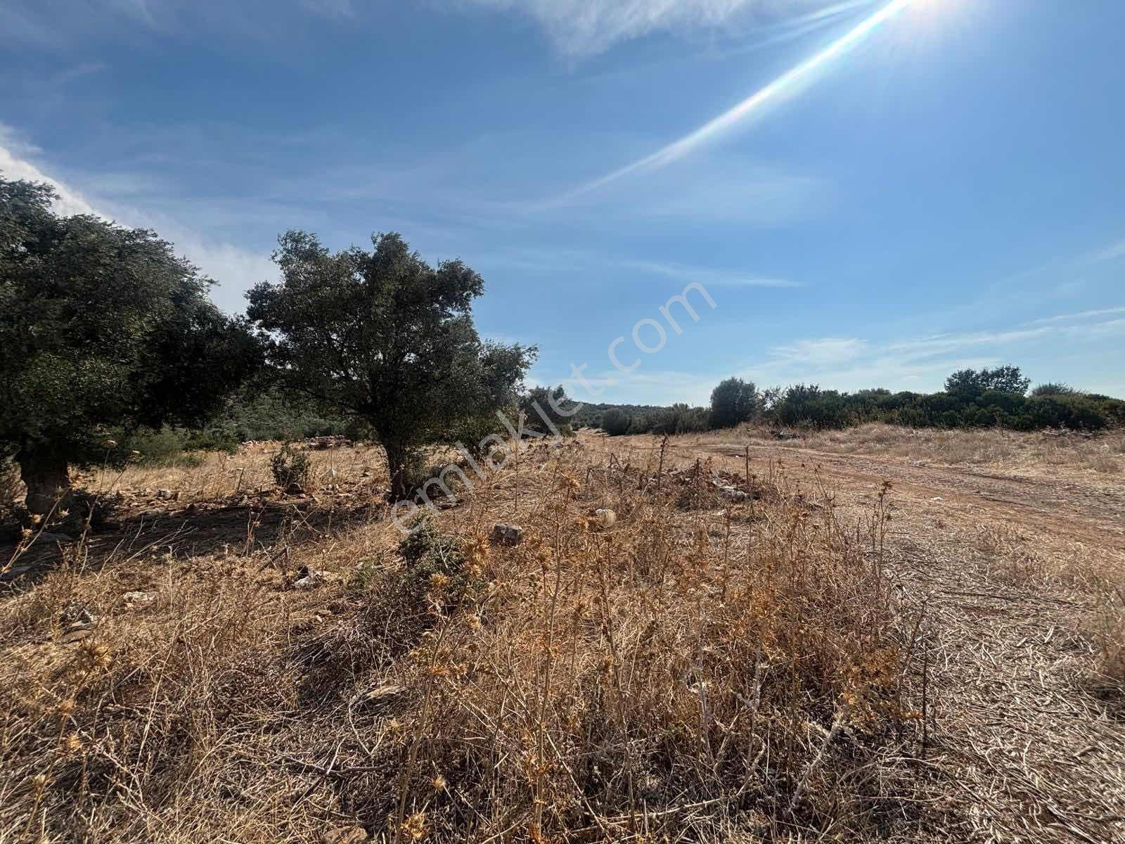 5.000 M2 Satılık Zeytinlik — fotoğraf 8