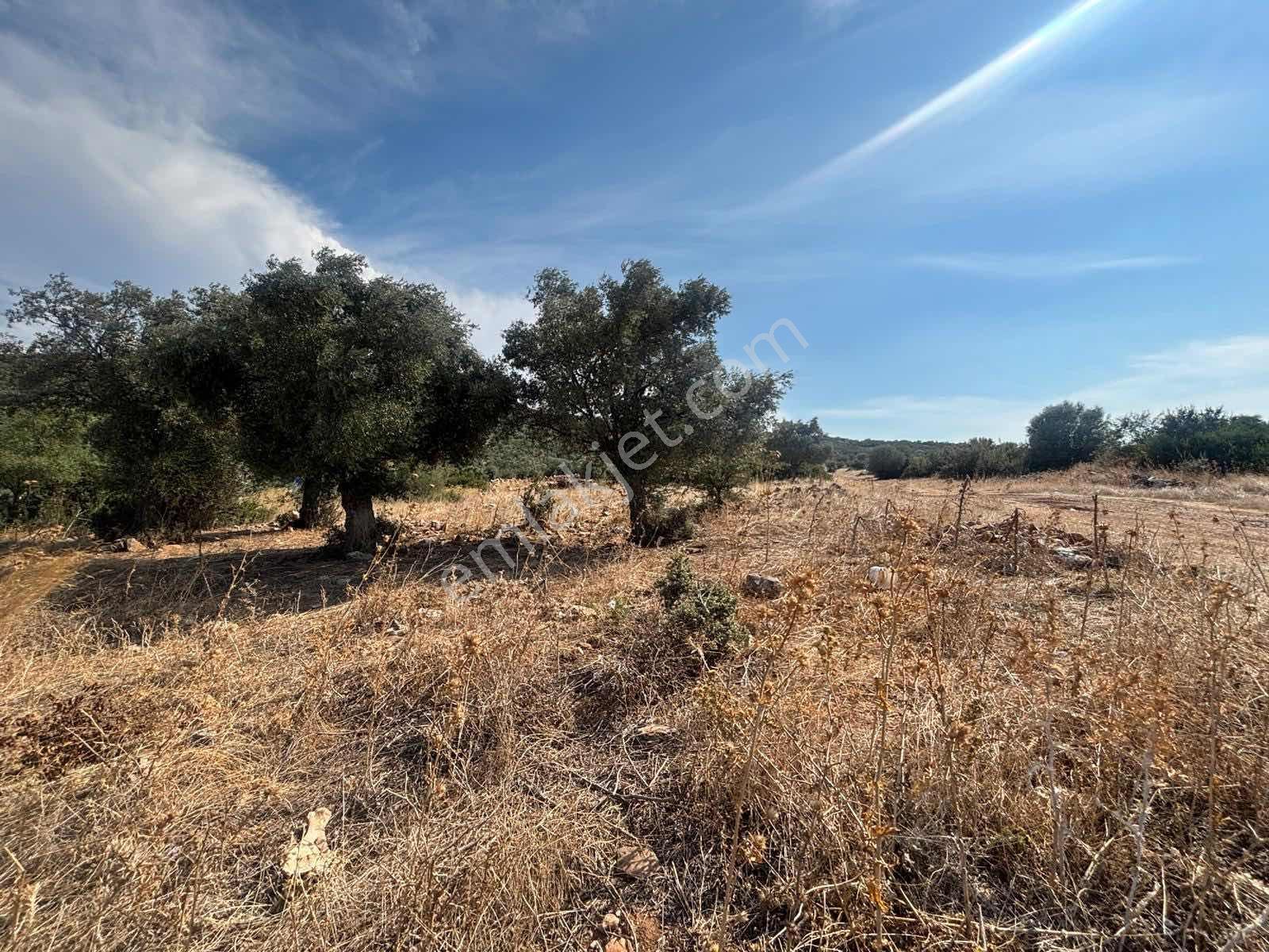 5.000 M2 Satılık Zeytinlik — fotoğraf 9