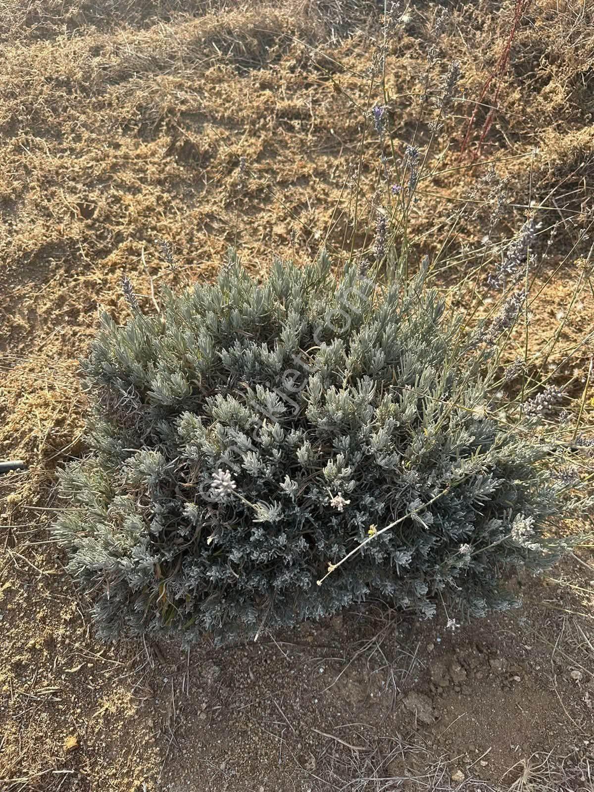 Tc Emlaktan Satılık Toplam 202 Dönüm — fotoğraf 2
