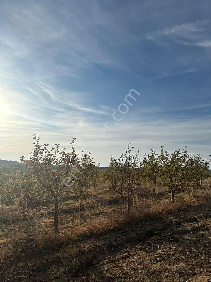 Tc Emlaktan Satılık Toplam 202 Dönüm — fotoğraf 29