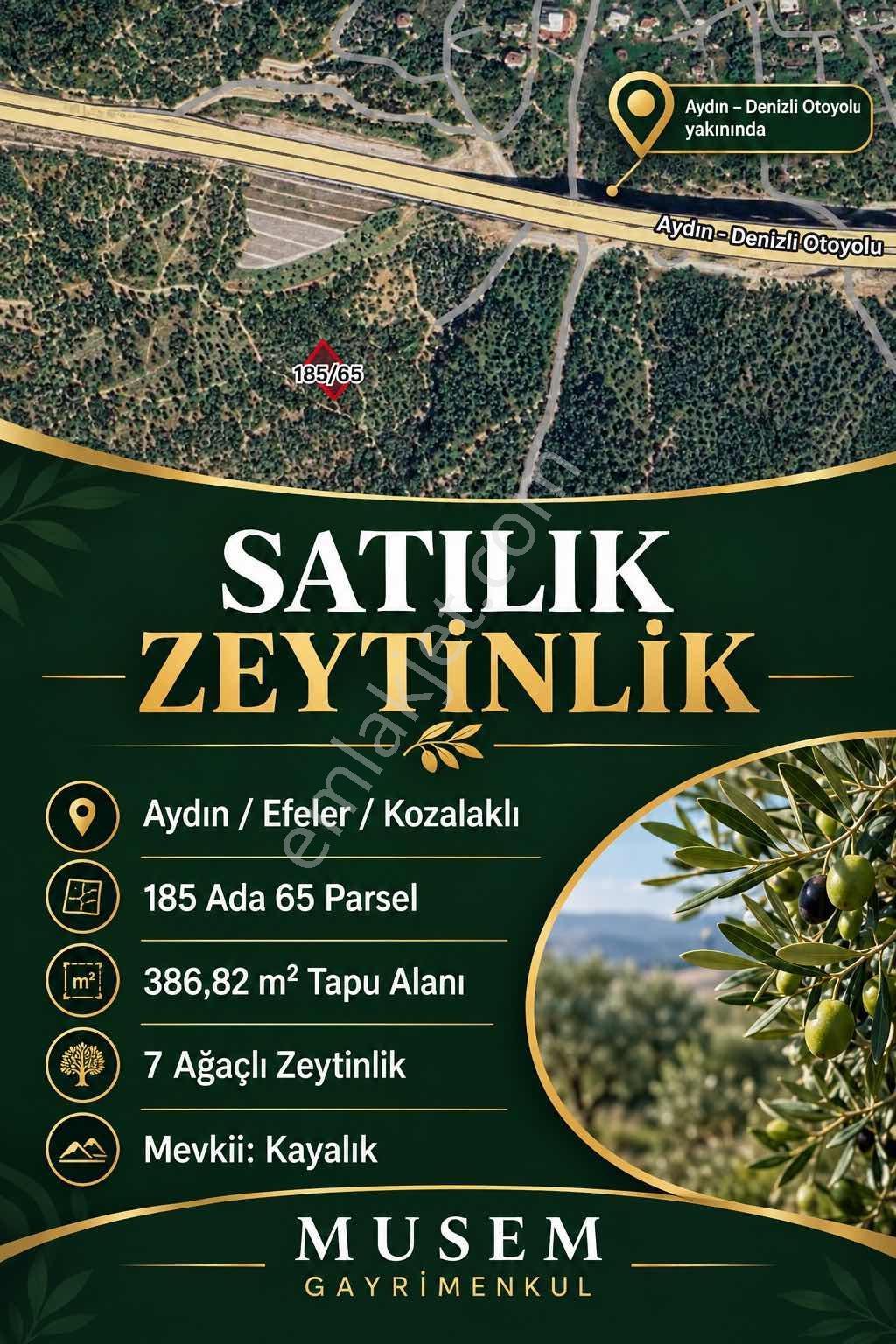 Aydın Efeler Kozalaklı Satılık Zeytinlik
