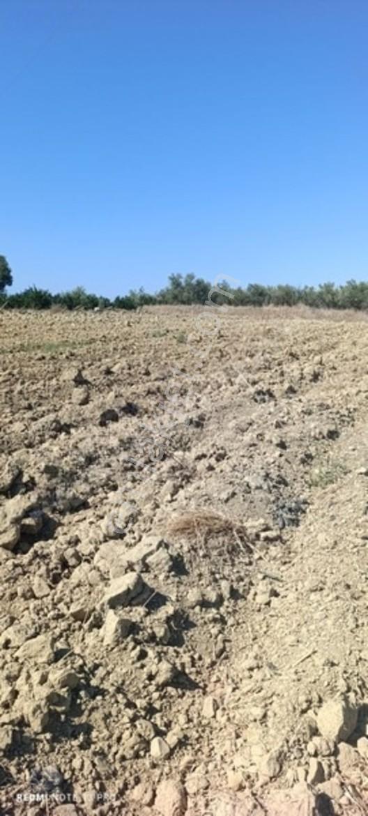 Yılmaz Emlaktan. Gündoğduda Hisseli Satlık. Tarla