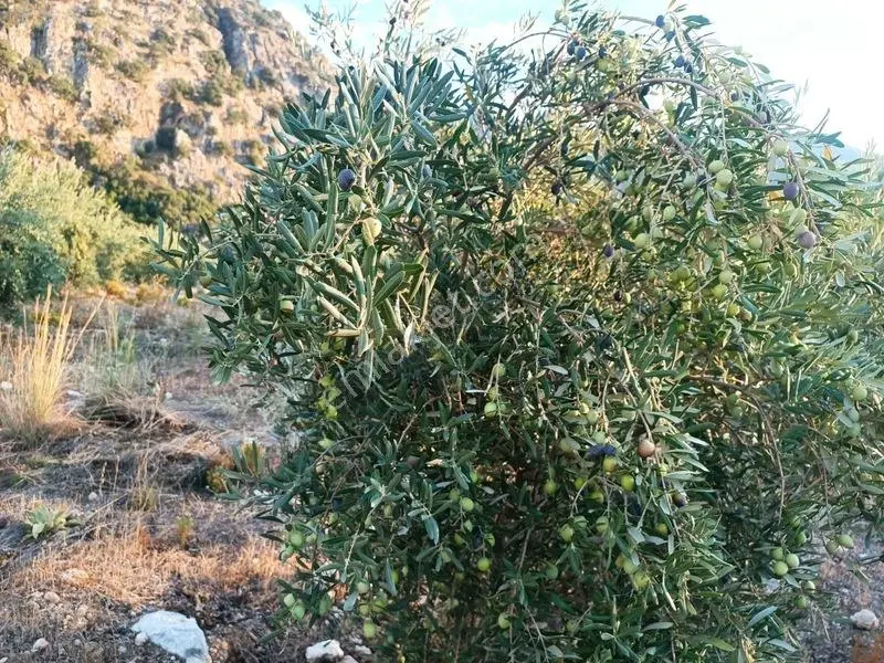 Kayadibi Satılık Arsa( Saklıkent Kanyonu Yanı) — fotoğraf 4