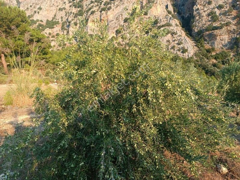 Kayadibi Satılık Arsa( Saklıkent Kanyonu Yanı) — fotoğraf 15