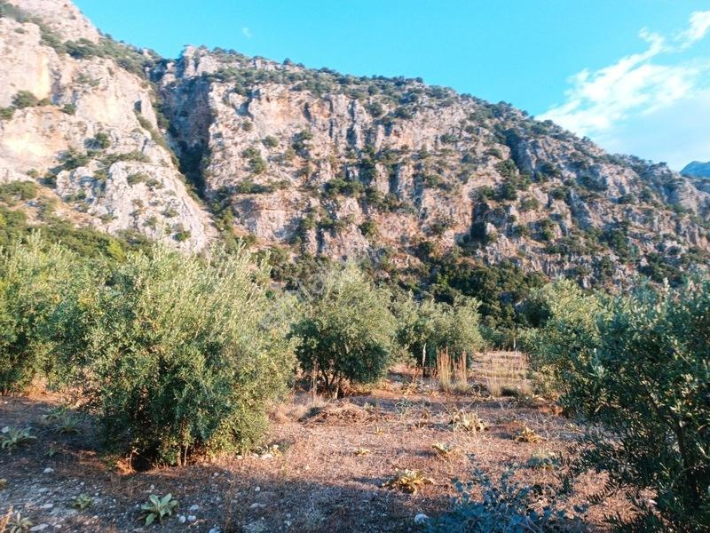Kayadibi Satılık Arsa( Saklıkent Kanyonu Yanı) — fotoğraf 19