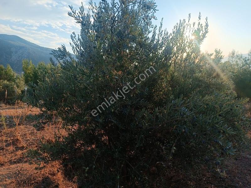 Kayadibi Satılık Arsa( Saklıkent Kanyonu Yanı) — fotoğraf 22