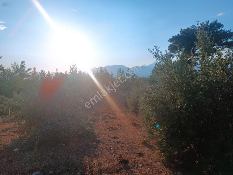 Kayadibi Satılık Arsa( Saklıkent Kanyonu Yanı) — fotoğraf 23