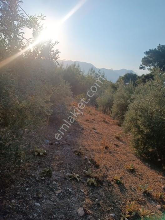 Kayadibi Satılık Arsa( Saklıkent Kanyonu Yanı) — fotoğraf 26