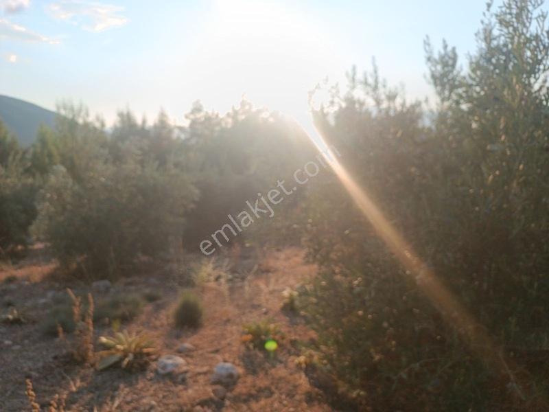 Kayadibi Satılık Arsa( Saklıkent Kanyonu Yanı) — fotoğraf 34