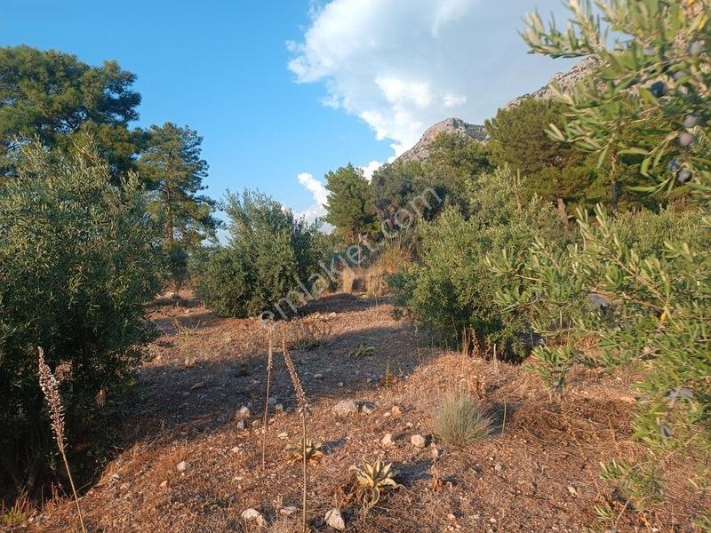 Kayadibi Satılık Arsa( Saklıkent Kanyonu Yanı) — fotoğraf 35