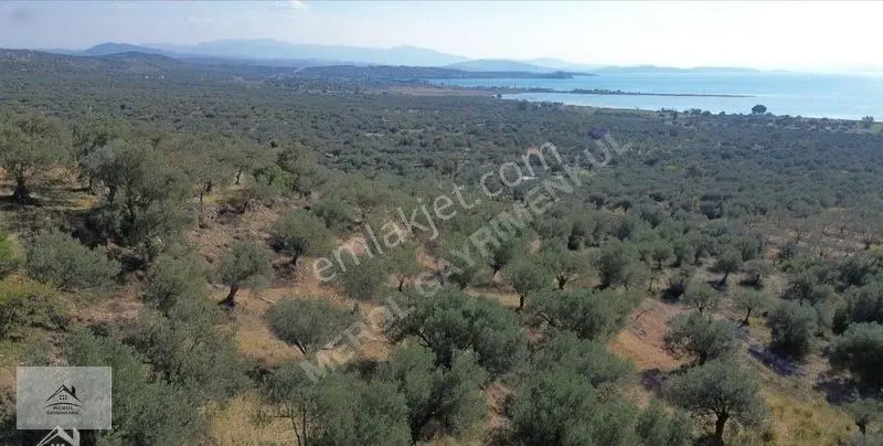Bergama Zeytindağ Lalelik Mevkiinde Verimli Zeytinlik Satılık — fotoğraf 2