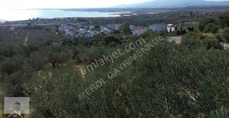Bergama Zeytindağ Lalelik Mevkiinde Verimli Zeytinlik Satılık — fotoğraf 3
