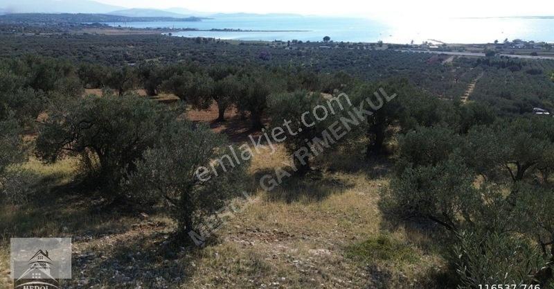 Bergama Zeytindağ Lalelik Mevkiinde Verimli Zeytinlik Satılık — fotoğraf 6