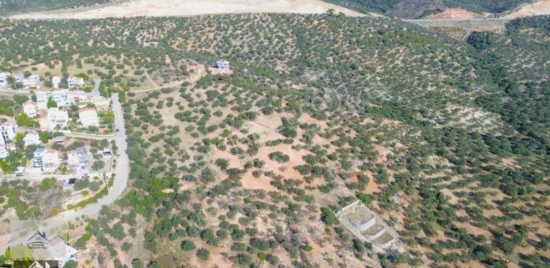 Bergama Zeytindağ Lalelik Mevkiinde Verimli Zeytinlik Satılık — fotoğraf 7