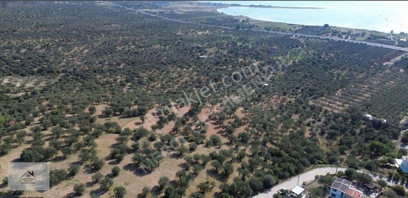 Bergama Zeytindağ Lalelik Mevkiinde Verimli Zeytinlik Satılık — fotoğraf 8