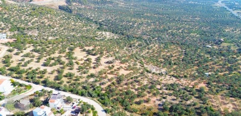 Bergama Zeytindağ Lalelik Mevkiinde Verimli Zeytinlik Satılık — fotoğraf 11