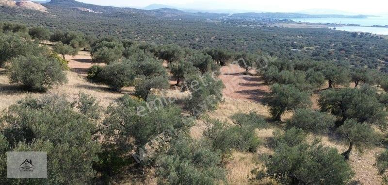 Bergama Zeytindağ Lalelik Mevkiinde Verimli Zeytinlik Satılık — fotoğraf 13