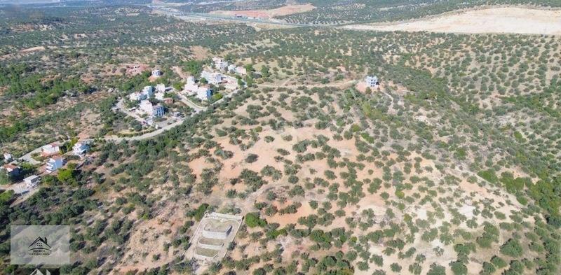 Bergama Zeytindağ Lalelik Mevkiinde Verimli Zeytinlik Satılık — fotoğraf 14