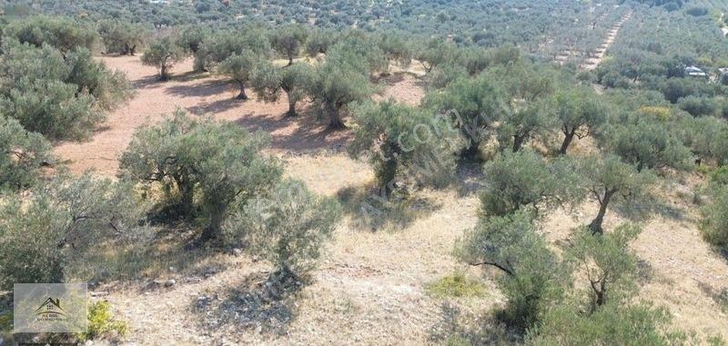 Bergama Zeytindağ Lalelik Mevkiinde Verimli Zeytinlik Satılık — fotoğraf 16
