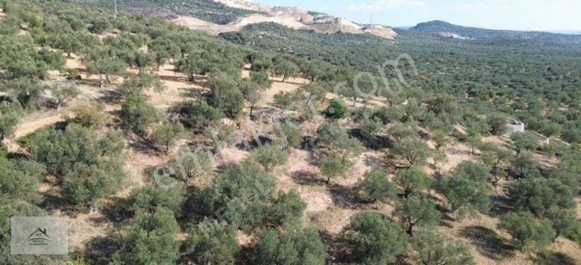 Bergama Zeytindağ Lalelik Mevkiinde Verimli Zeytinlik Satılık — fotoğraf 17