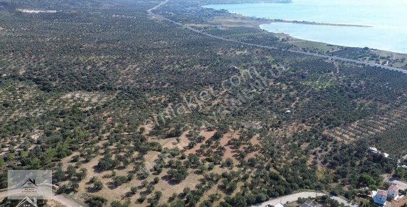 Bergama Zeytindağ Lalelik Mevkiinde Verimli Zeytinlik Satılık — fotoğraf 18