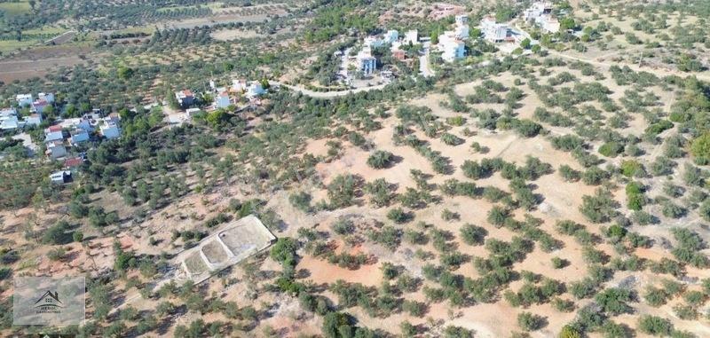 Bergama Zeytindağ Lalelik Mevkiinde Verimli Zeytinlik Satılık — fotoğraf 19