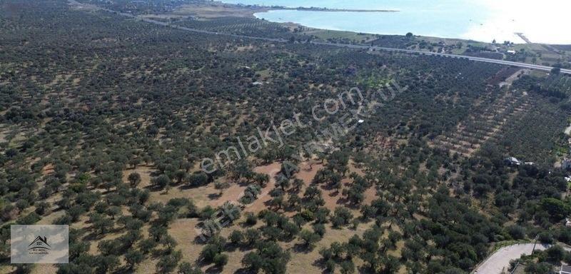 Bergama Zeytindağ Lalelik Mevkiinde Verimli Zeytinlik Satılık — fotoğraf 21