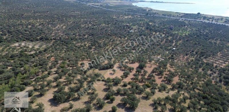 Bergama Zeytindağ Lalelik Mevkiinde Verimli Zeytinlik Satılık — fotoğraf 23