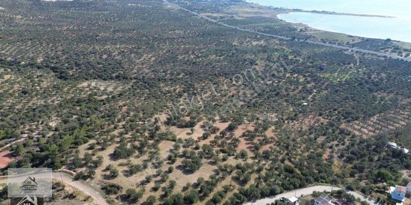 Bergama Zeytindağ Lalelik Mevkiinde Verimli Zeytinlik Satılık — fotoğraf 24