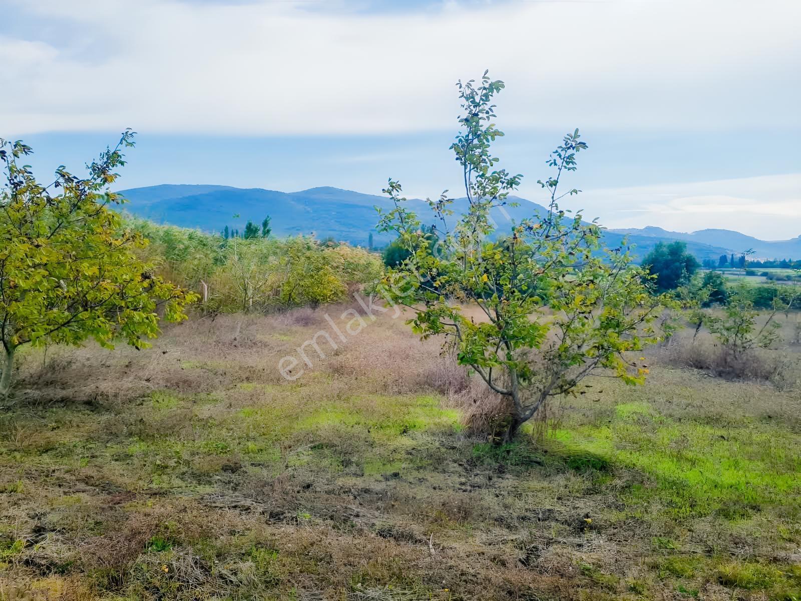 Mustafakemalpaşa Çördük Yollu Sulu Satılık Cevizli Bahçe Tarla — fotoğraf 8