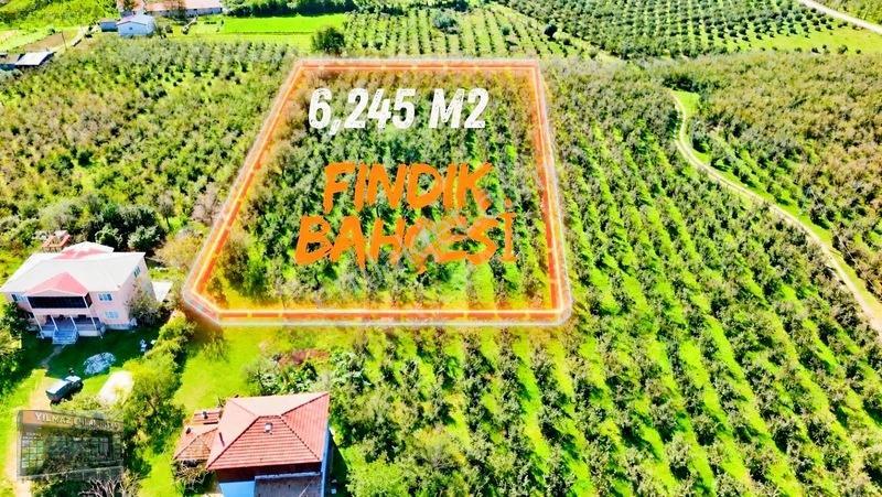 Harun Yılmaz İnşaat'tan Arsa Tadında Fındık Bahçesi Fırsatı — fotoğraf 2