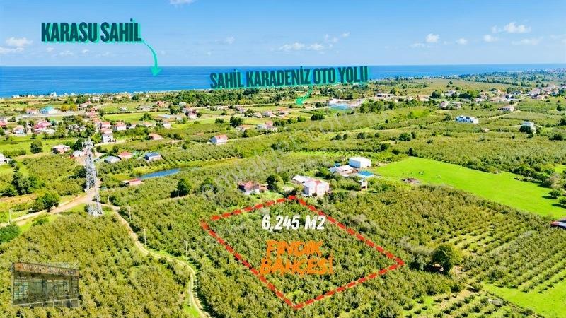 Harun Yılmaz İnşaat'tan Arsa Tadında Fındık Bahçesi Fırsatı — fotoğraf 3
