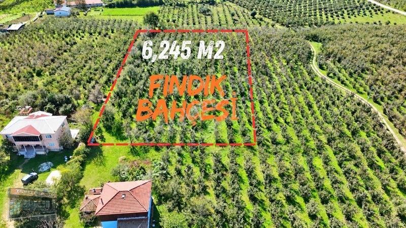 Harun Yılmaz İnşaat'tan Arsa Tadında Fındık Bahçesi Fırsatı — fotoğraf 6