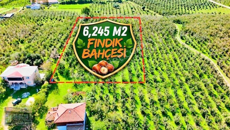 Harun Yılmaz İnşaat'tan Arsa Tadında Fındık Bahçesi Fırsatı — fotoğraf 7