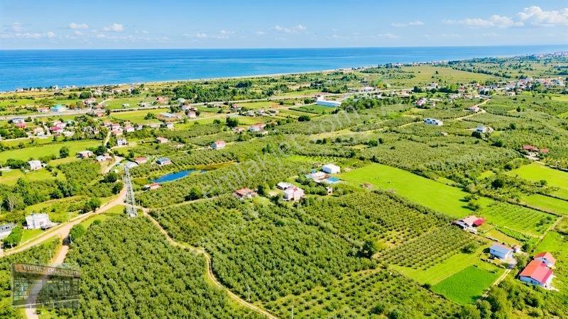 Harun Yılmaz İnşaat'tan Arsa Tadında Fındık Bahçesi Fırsatı — fotoğraf 14