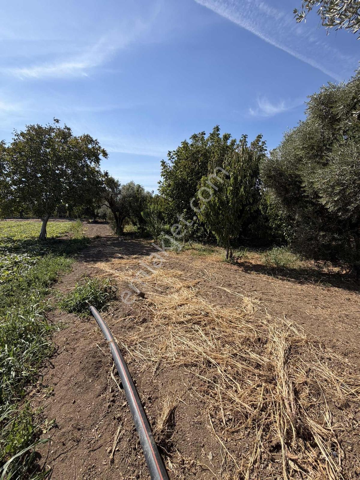 Yukarıkızılcada Yol Kenarı Hasat Geliri Yüksek Satılık Bahçe