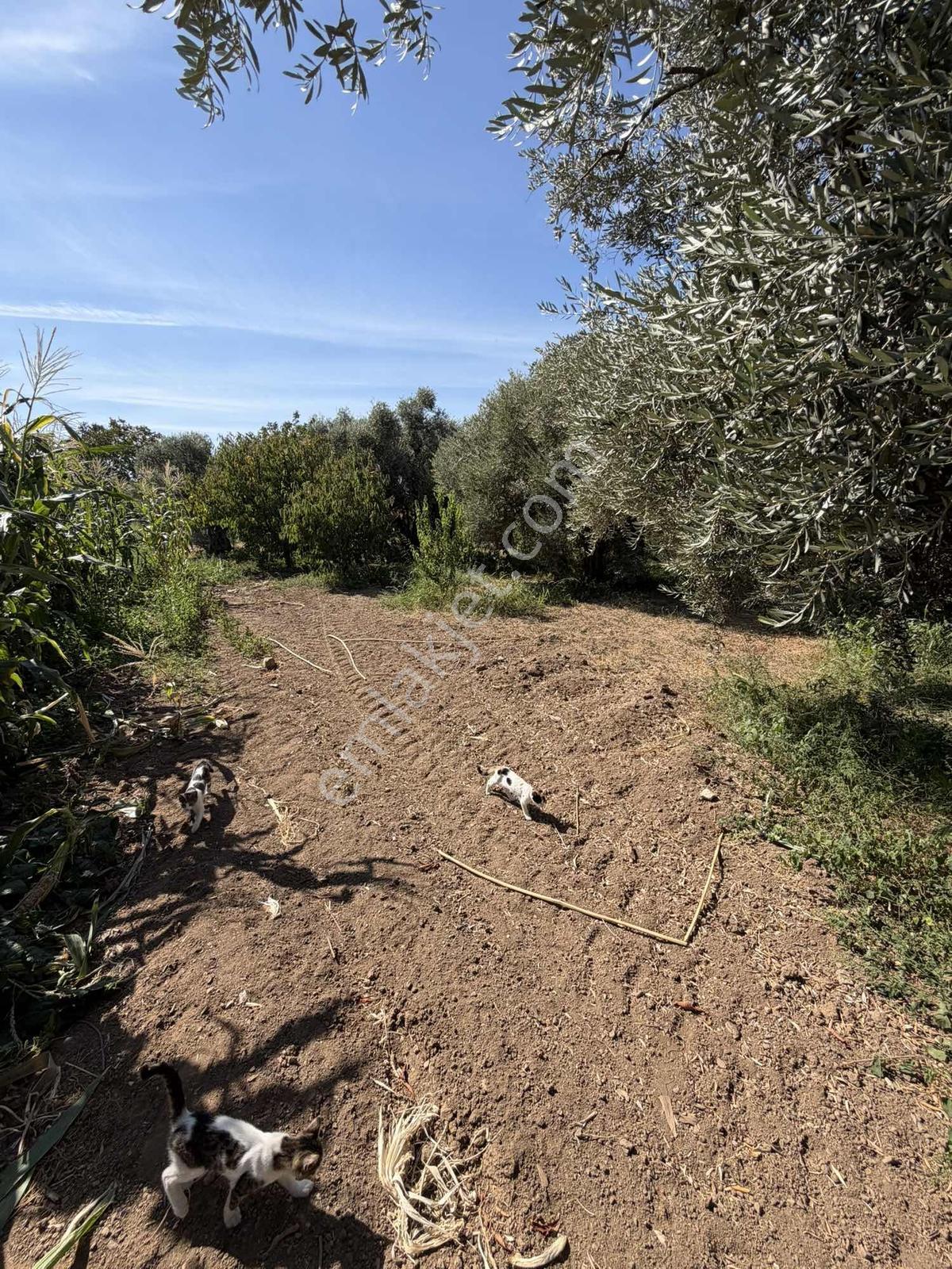 Yukarıkızılcada Yol Kenarı Hasat Geliri Yüksek Satılık Bahçe — fotoğraf 2
