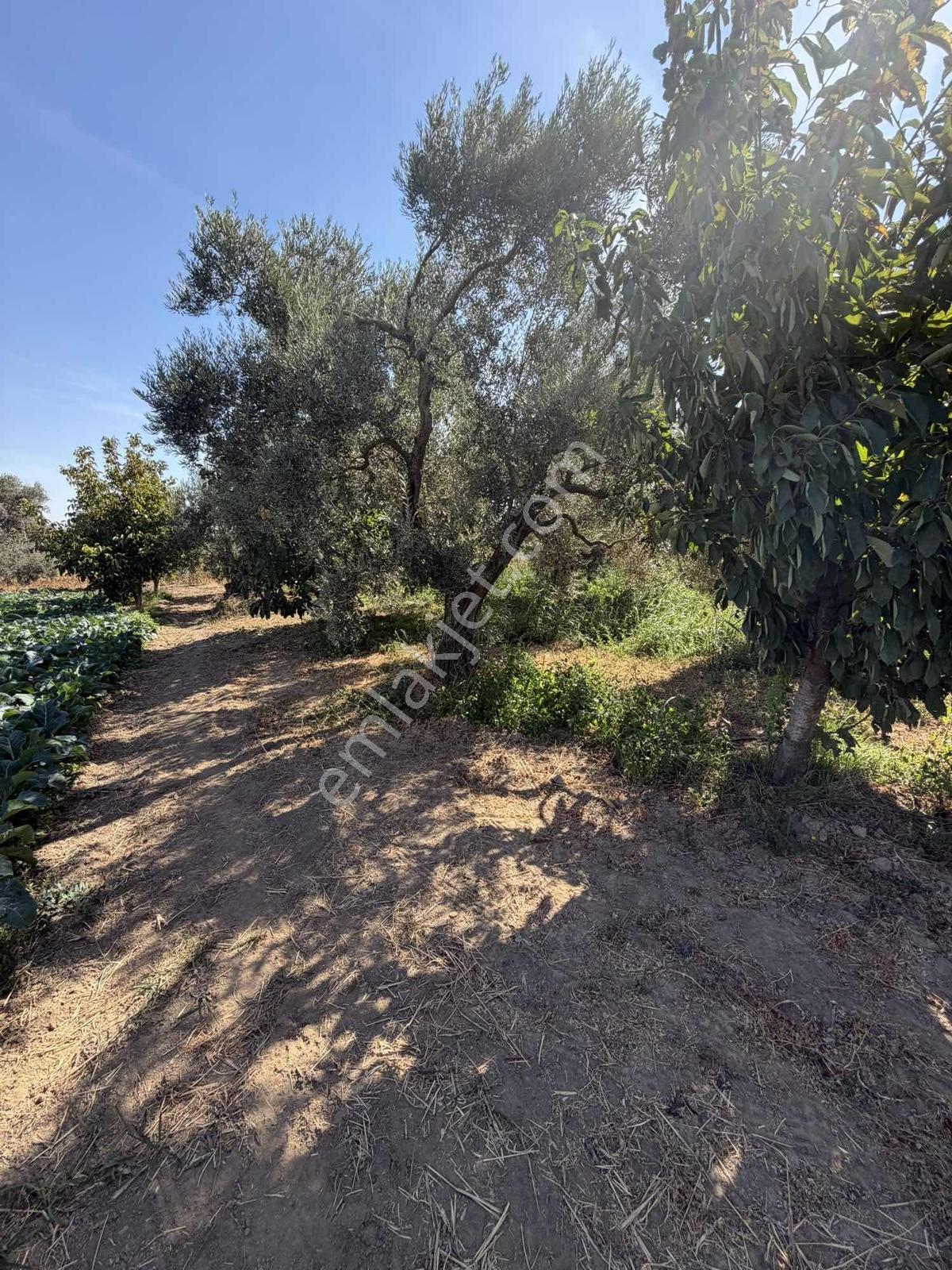 Yukarıkızılcada Yol Kenarı Hasat Geliri Yüksek Satılık Bahçe — fotoğraf 8