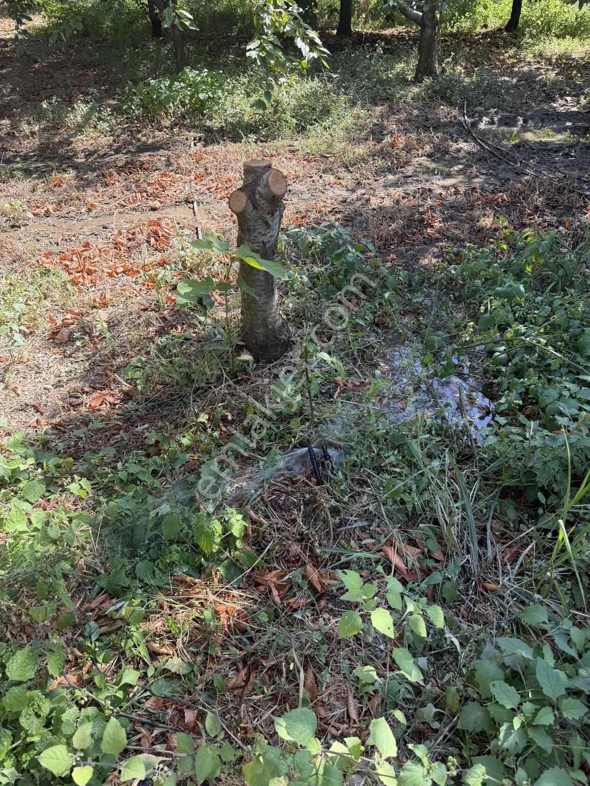 Yukarıkızılcada Yol Kenarı Hasat Geliri Yüksek Satılık Bahçe — fotoğraf 12