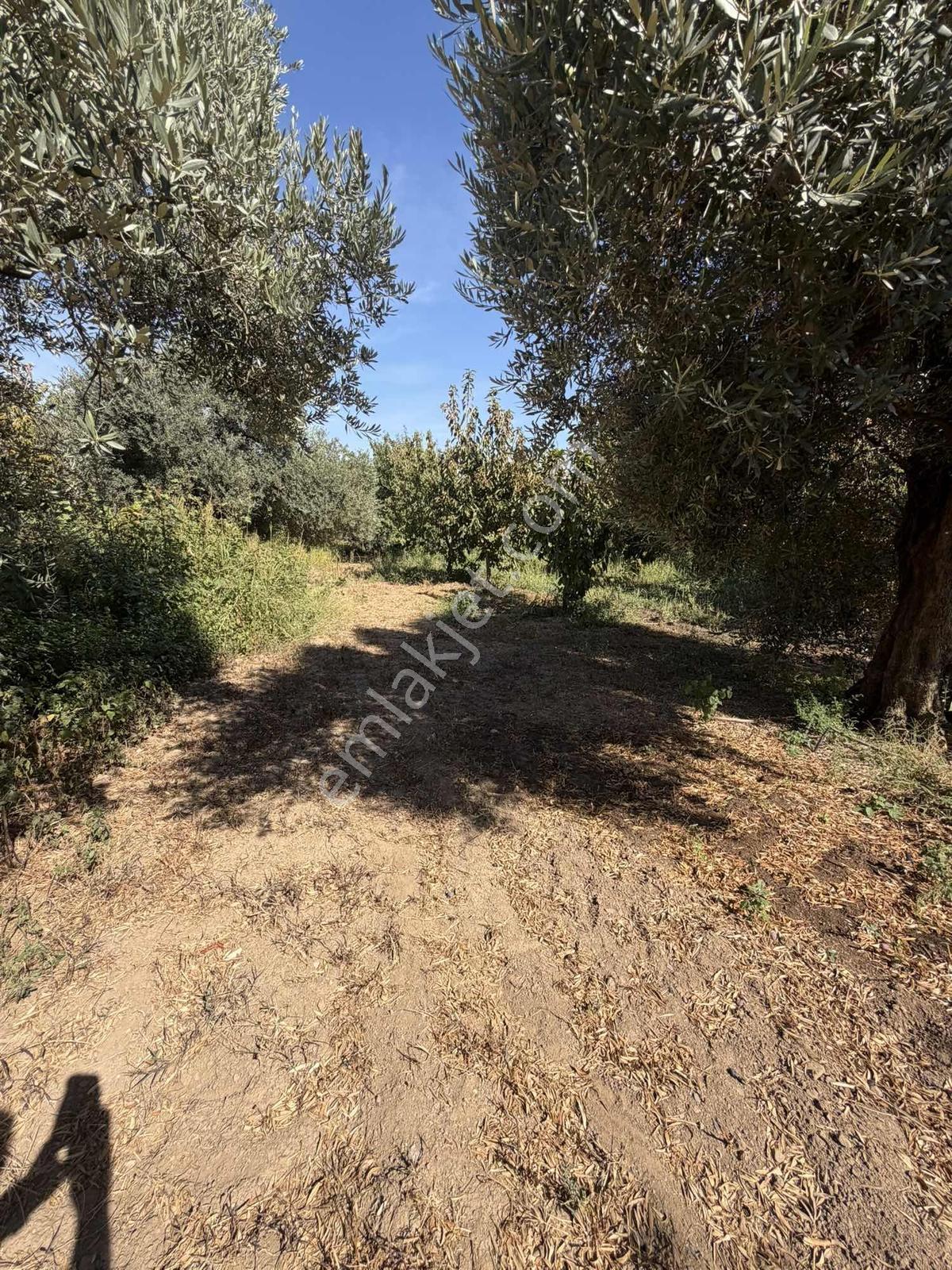 Yukarıkızılcada Yol Kenarı Hasat Geliri Yüksek Satılık Bahçe — fotoğraf 13