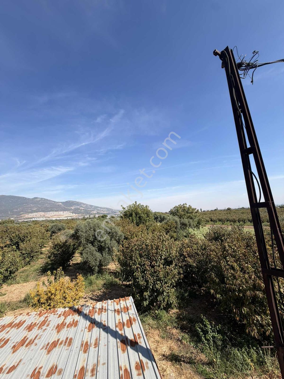 Yukarıkızılcada Yol Kenarı Hasat Geliri Yüksek Satılık Bahçe — fotoğraf 31