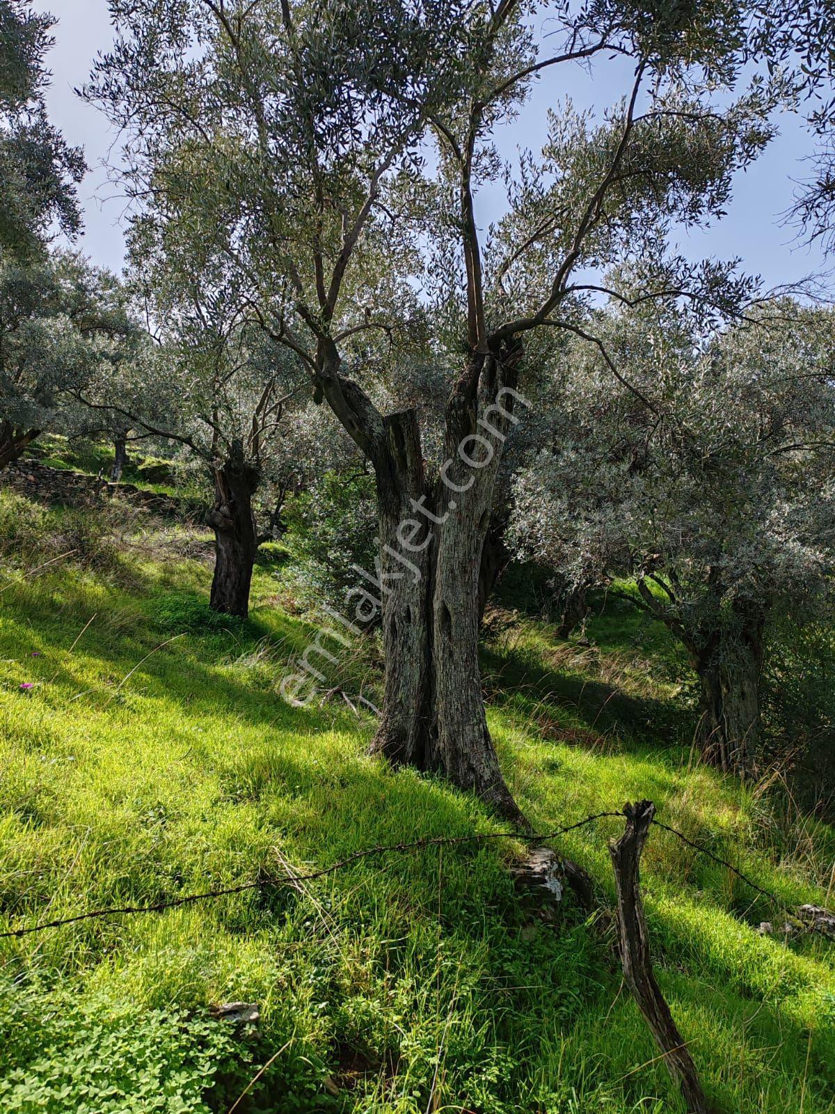 Didim Akbük Realtyword Doğa Emlak Ofisinden Satilık Zeytinlik. — fotoğraf 3