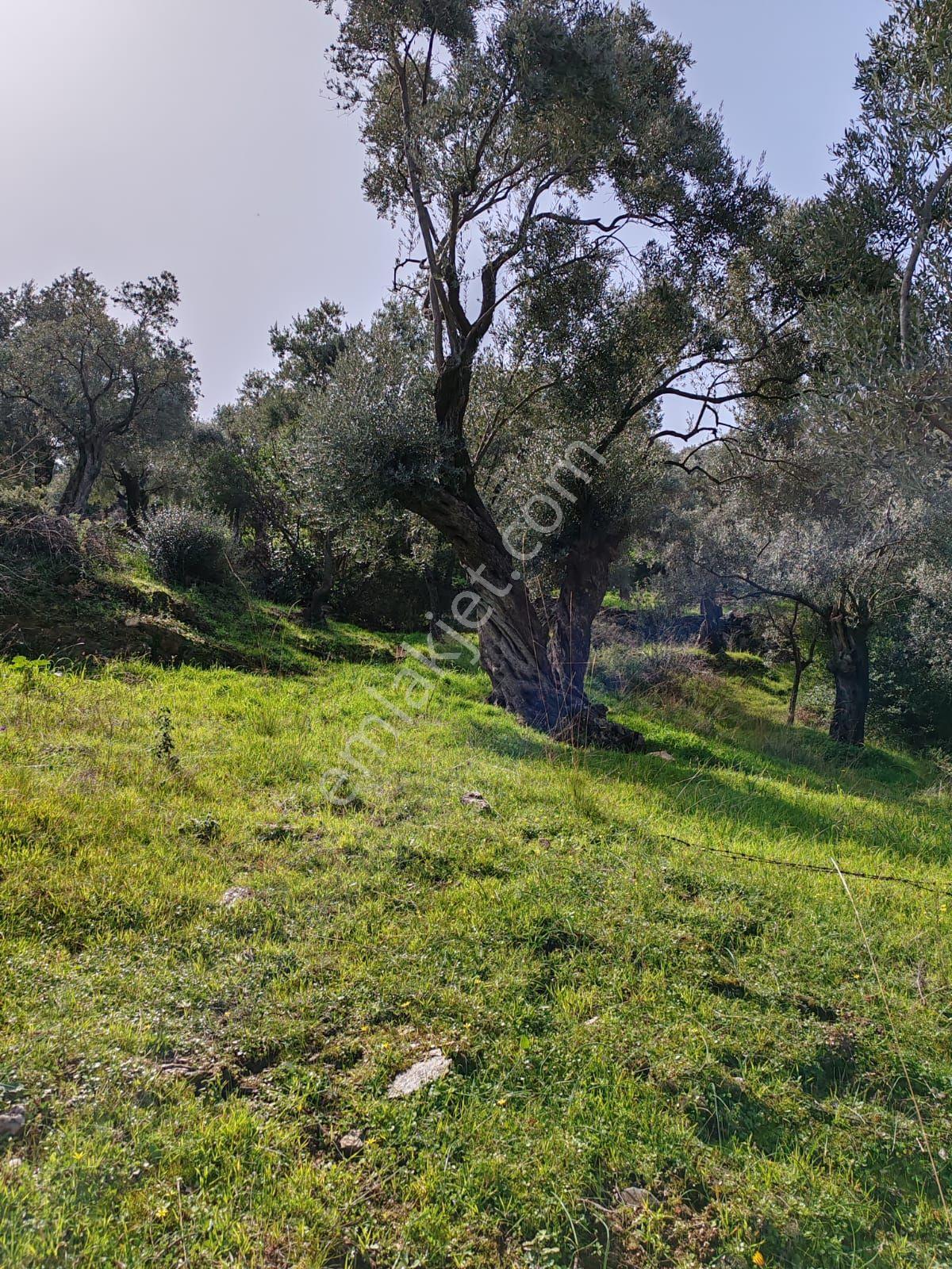 Didim Akbük Realtyword Doğa Emlak Ofisinden Satilık Zeytinlik. — fotoğraf 4
