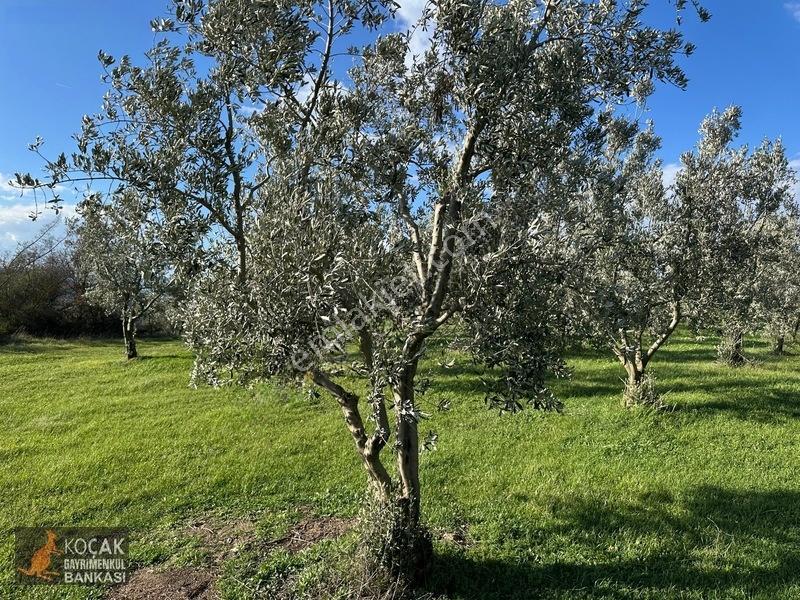 Çamdibi Köyünde Göl Manzaralı 16724m2 Satılık Zeytin Bahçesi — fotoğraf 2
